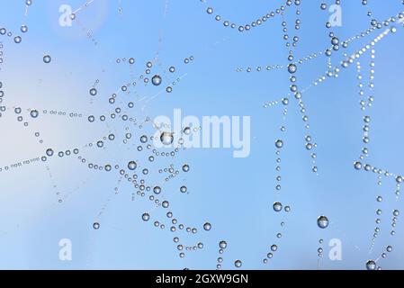Gros plan de nombreuses gouttelettes d'eau accrochées sur une toile d'araignée contre un ciel bleu Banque D'Images