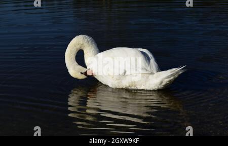 Un cygne blanc à plumes multiples nage dans l'eau sombre avec son cou plié vers le bas Banque D'Images