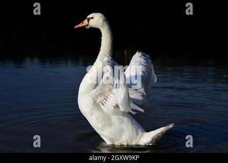 Un cygne blanc avec de nombreuses plumes nage dans l'eau sombre et ouvre ses ailes Banque D'Images