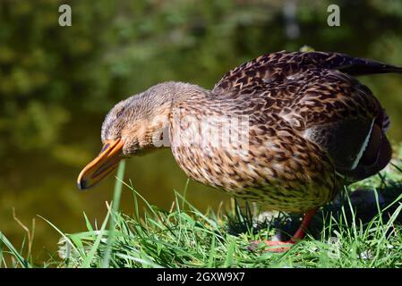 Portrait et gros plan d'un jeune canard brun, qui tourne sa tête sur le côté et se déloge devant un fond vert, par un plan d'eau Banque D'Images