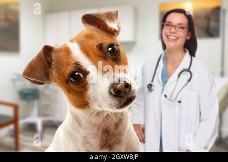 Portrait d'un adorable Jack Russell Terrier au bureau avec une femme vétérinaire hispanique derrière. Banque D'Images