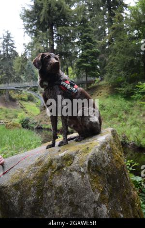 Chien Labrador Cragoodle Cragside Northumberland UK assis sur un rocher dans le parc posant le pont au loin conception arquée herbe verte d'algues sur une colline s'assoir Banque D'Images