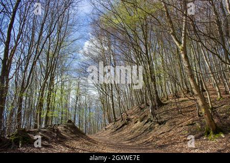 Sentier de randonnée de la Forêt de printemps Rheinsteig à Siebengebirge Allemagne Banque D'Images