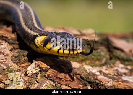 Couleuvre à herbe, natrix natrix, rampant sur l'écorce d'un tronc d'arbre et collant hors de sa langue.Gros plan d'un animal sauvage menaçant qui s'approche dans la forêt.D Banque D'Images