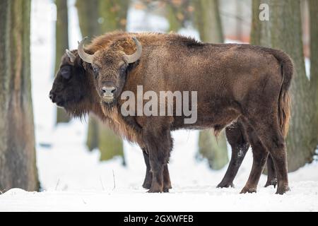 Paire de bisons européens, bisons bonasus, qui broutage dans la nature sauvage en hiver. Deux taureaux sauvages debout dans la forêt dans la neige. Grands animaux à fourrure brune Banque D'Images