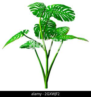 Le rendu 3D d'une plante monstera isolé sur fond blanc Banque D'Images