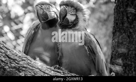 Portrait noir et blanc de deux perroquets de macaw assis sur la branche d'arbre dans la volière du zoo. Banque D'Images