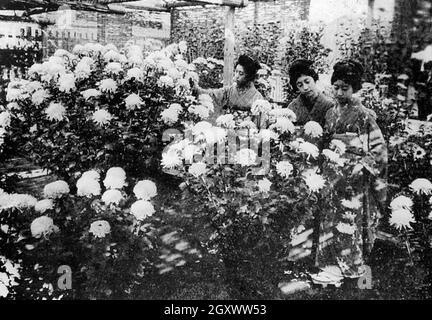 Spectacle de chrysanthème, Japon, début des années 1900 Banque D'Images