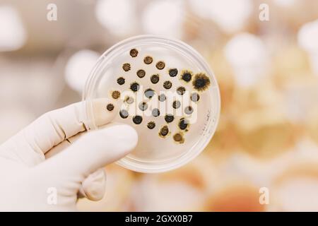 Gros plan des échantillons de culture cellulaire sur UN milieu de gélose LB dans une boîte de Petri.Les plaques de gélose sont utilisées par les biologistes pour la culture de cellules, de moisissures, de champignons, de bactéries ou de petites cellules Banque D'Images