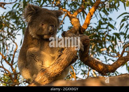 Portrait d'un koala dans un eucalyptus, Mikkira Station, Port Lincoln, Eyre Peninsula, Australie méridionale,Australie Banque D'Images