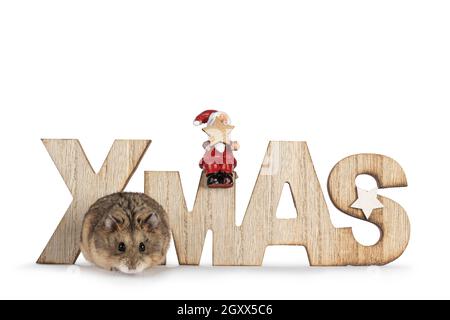 Joli hamster Campelli brun pour adultes debout devant une décoration de texte de Noël en bois.Regarder directement à l'objectif. Isolé sur un fond blanc. Banque D'Images