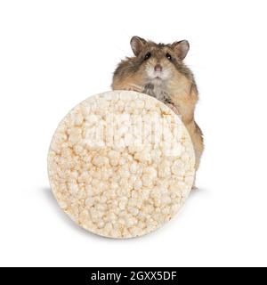 Adorable dorade de hamster Campbelli pour adulte, qui gèle une gaufre de riz ronde avec ses pattes.Isolé sur un fond blanc. Banque D'Images