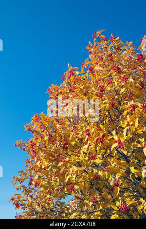 Sorbus × hybrida feuilles d'automne et baies contre ciel bleu, Finlande Banque D'Images