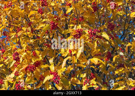 Sorbus × hybrida feuilles et baies d'automne, Finlande Banque D'Images