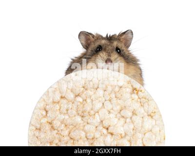 Prise de vue de hamster Campbelli adulte marron adorable, en regardant de l'arrière une gaufre de riz vers un appareil photo.Isolé sur un fond blanc. Banque D'Images