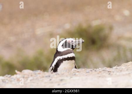 Serin cini de Caleta Valdes colonie de pingouins, Patagonie, Argentine. La faune de l'Argentine Banque D'Images