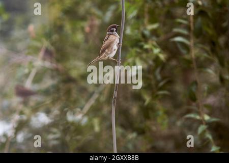 Le moineau repose sur le fil de l'antenne.Arrière-plan vert flou Banque D'Images