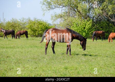 Les chevaux paissent dans les pâturages. Les enclos des chevaux dans une ferme équestre. Quelques chevaux. Banque D'Images