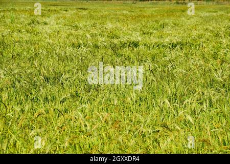 Domaine de riz dans les rizières. La culture du riz dans les climats tempérés. Banque D'Images