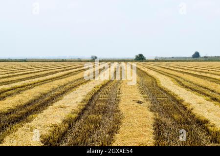 La récolte de riz a commencé sur le terrain. Domaine de riz dans les rizières. La culture du riz dans les climats tempérés. Banque D'Images