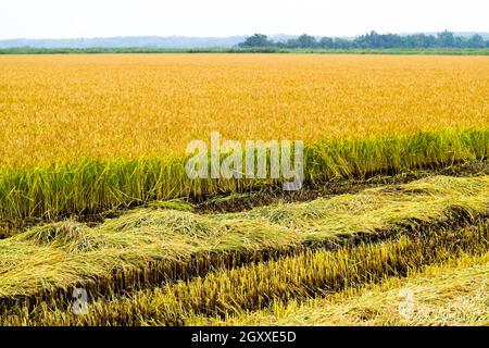 La récolte de riz a commencé sur le terrain. Domaine de riz dans les rizières. La culture du riz dans les climats tempérés. Banque D'Images