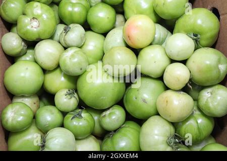 Tomates vertes comme photo plein cadre.Cornichons crus Banque D'Images