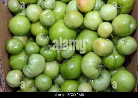 Tomates vertes comme photo plein cadre.Cornichons crus Banque D'Images