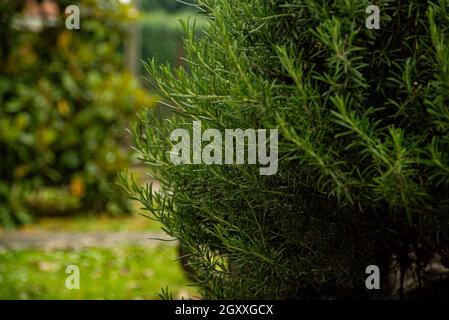 Détail de la plante de romarin dans un jardin au printemps Banque D'Images