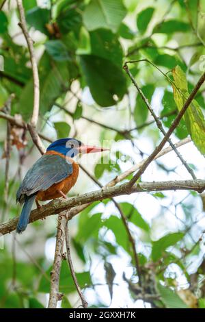 Magnifique oiseau coloré greened kingfisher (Actenoides monachus) perches sur une branche dans la jungle indonésienne, espèces endémiques de la faune indonésienne, Banque D'Images