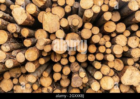 Pile de grumes de bois prêts pour l'hiver. Beaucoup de pile de journaux avec plein cadre pour la texture et le papier peint. Banque D'Images