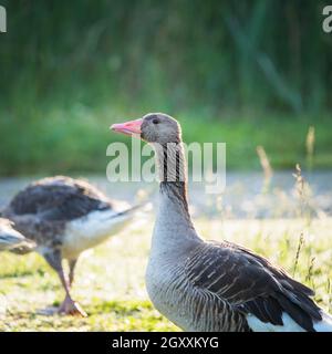 Goose anser regardant alerte zu protéger sa progéniture Banque D'Images