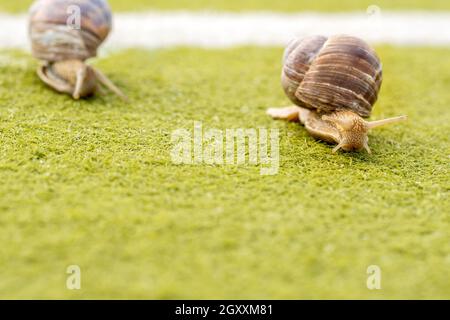 Compétition entre deux escargots de jardin sur une herbe artificielle verte Banque D'Images