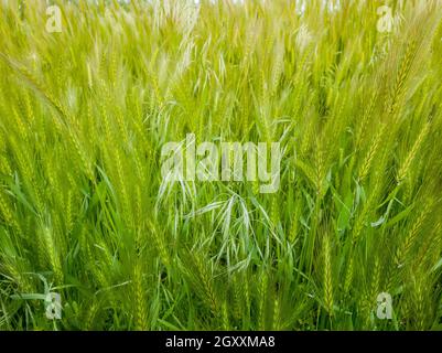 Fleurs de renards sauvages sur un pittoresque pré d'été. Différents verdissement de la végétation balancent dans le vent. Cadre idyllique de nature rurale, printemps vert Banque D'Images