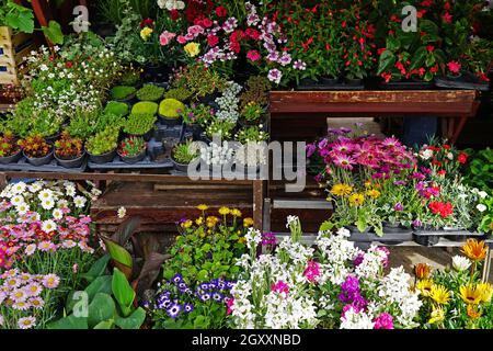 Pots de fleurs et de plantes colorés sur l'étagère du fleuriste Banque D'Images