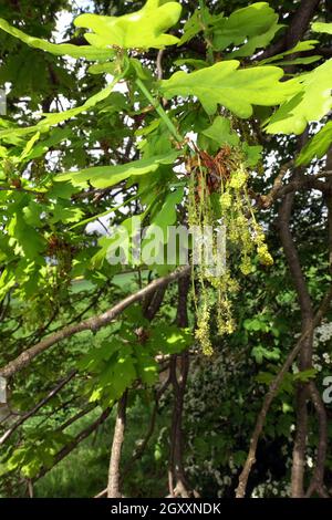 Stieleiche, Sommereiche ou Deutsche Eiche (Quercus robur, Syn. Quercus pedunculata) - männliche Blüte, Weilerswist, Nordrhein-Westfalen, Allemagne Banque D'Images