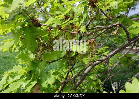 Stieleiche, Sommereiche ou Deutsche Eiche (Quercus robur, Syn. Quercus pedunculata) - männliche Blüte, Weilerswist, Nordrhein-Westfalen, Allemagne Banque D'Images