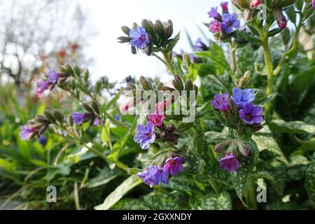 Geflecktes Lungenkraut (Pulmonaria officinalis), auch als Echtes Lungenkraut, blühende Pflanze im Blumenbeet Banque D'Images