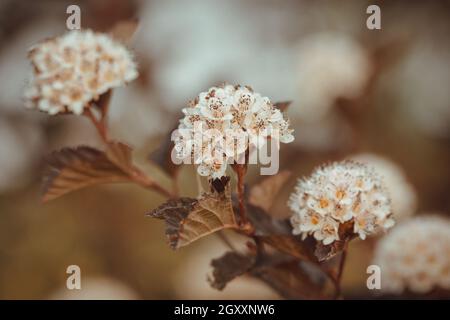 Physocarpus opulifolius baron rouge avec de petites fleurs Banque D'Images