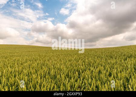 Champ de maturation des blés au début de la saison estivale Banque D'Images