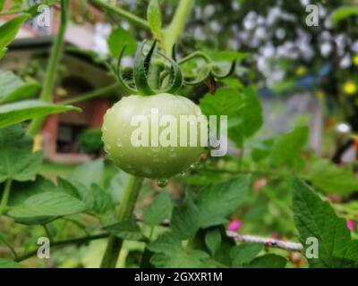 Tomates fraîches qui ne sont pas encore mûres accrochées sur la vigne d'une plante de tomate dans le jardin. Banque D'Images