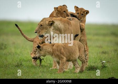 Les Cubs attaquent les lioness debout sur une plaine herbeuse Banque D'Images