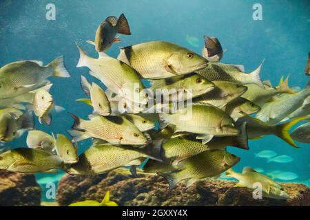 Groupe de poissons verts et jaunes nageant dans l'eau Banque D'Images