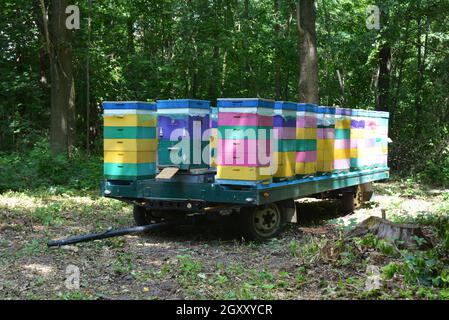 Transport de ruches.Déplacement des abeilles sur une remorque de voiture dans la forêt.Ruches peintes en couleurs sur la remorque. Banque D'Images
