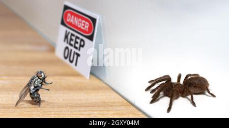 Une mouche regarde une araignée dangereuse dans un terrarium Banque D'Images