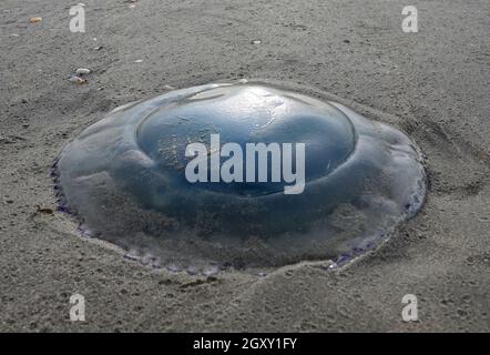 Un méduse de tonneau, qui peut devenir très grand, a été lavé à terre ce jour d'automne à la mer du Nord. Banque D'Images