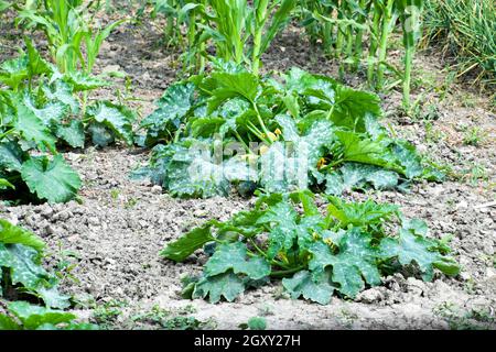 Jardin potager avec les courgettes et le maïs. Lits de légumes dans le jardin. Lits de mauvaises herbes Banque D'Images