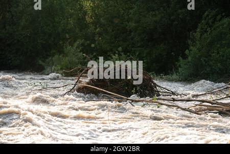 Le soleil brille sur l'eau sale d'inondation qui coule rapidement dans la rivière, prenant quelques petits arbres avec des racines. Banque D'Images