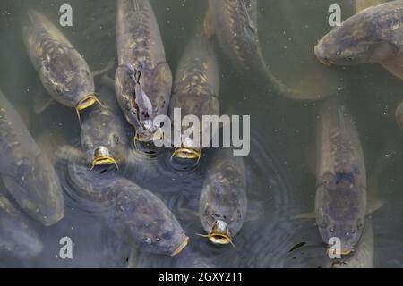 Détail des poissons dans un étang naturel dans la nature, la faune et la vie Banque D'Images