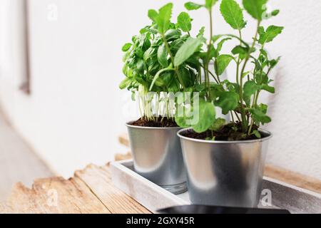 Jardinage passe-temps, saine alimentation végétalienne concept avec la menthe verte et les herbes de basilic dans pot en métal sur plateau en béton près de la maison avec un arrière-plan flou Banque D'Images