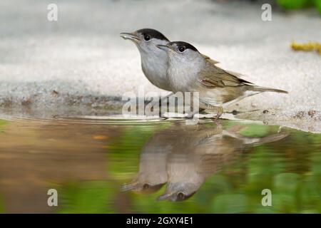 Une paire de blackcap eurasien mâle, sylvia atricapilla, l'eau rafraîchissante et potable de rivage. Oiseaux assoiffés se reflétant dans l'étang. Photo lumineuse de deux b Banque D'Images